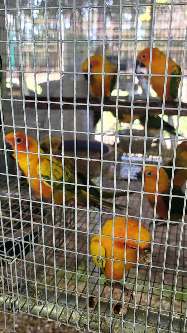 pet-bird-for-sale-in-marion-sc