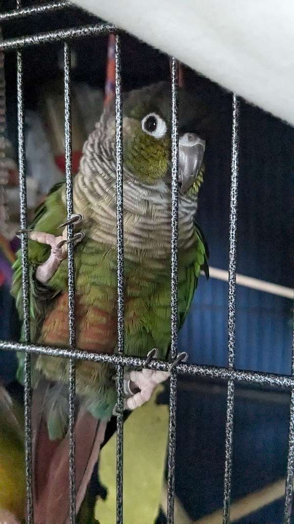 conure-green-cheek-conure-for-sale-in-kansas-city-mo