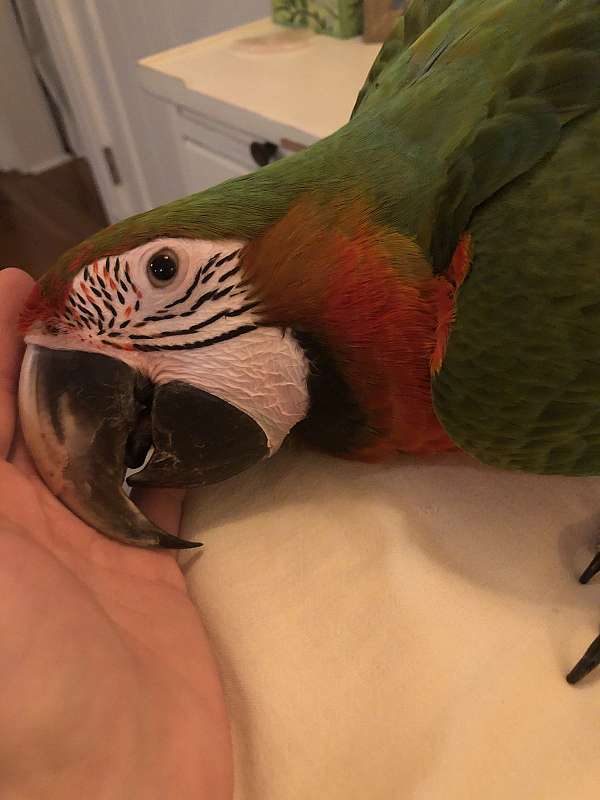 macaw-for-sale