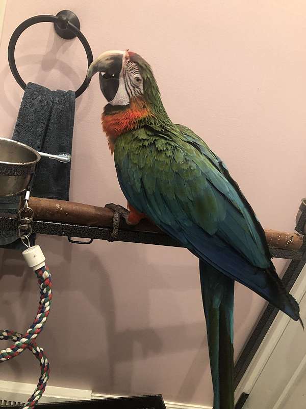 young-macaw-for-sale