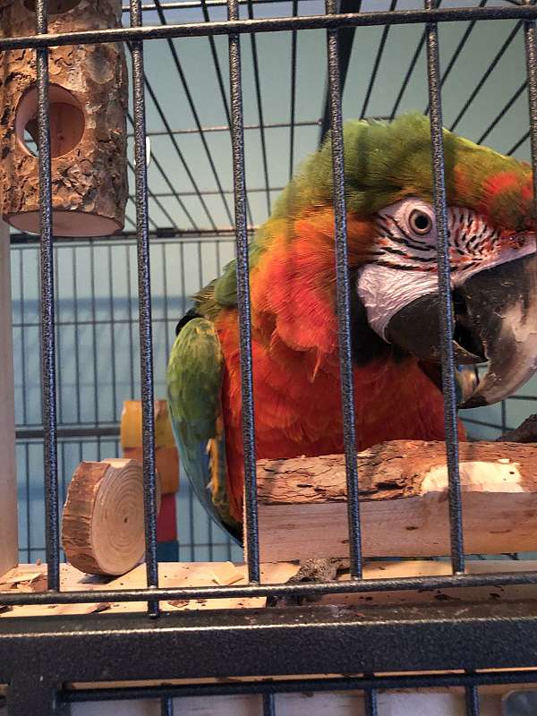 bird-parrot-for-sale