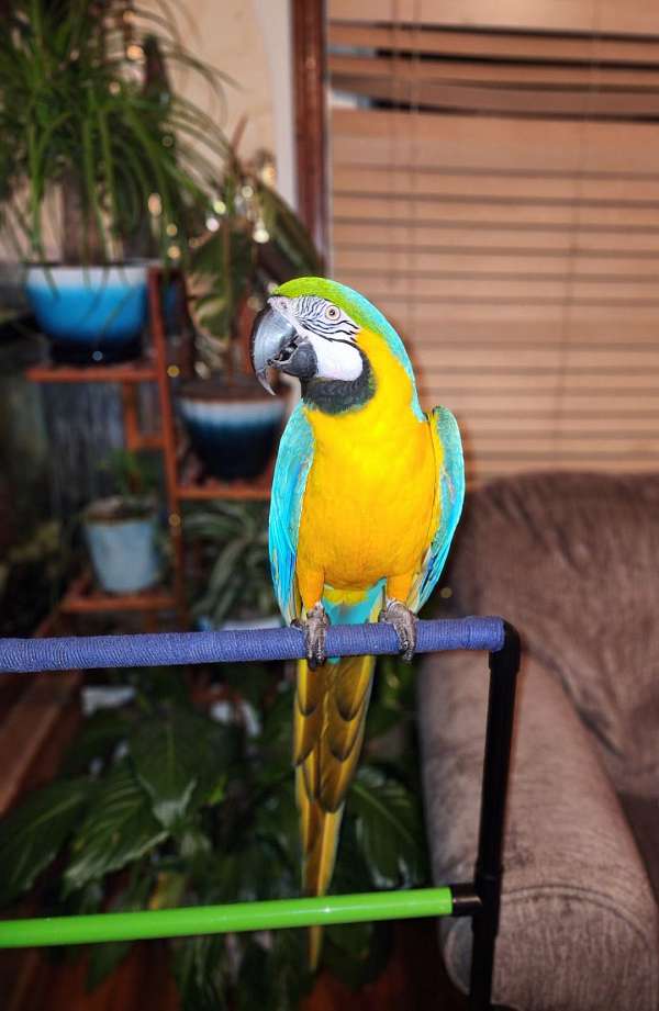 macaw-for-sale