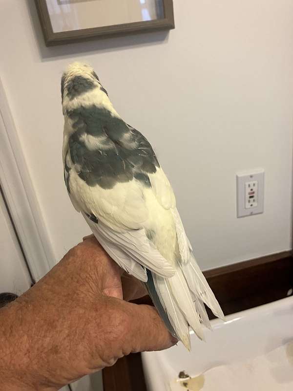 pet-bird-for-sale-in-orange-beach-al