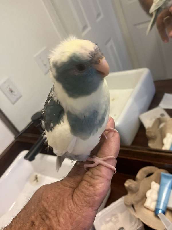 female-bird-for-sale-in-orange-beach-al