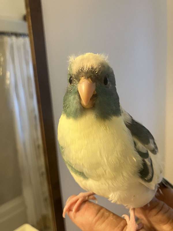 parakeet-for-sale