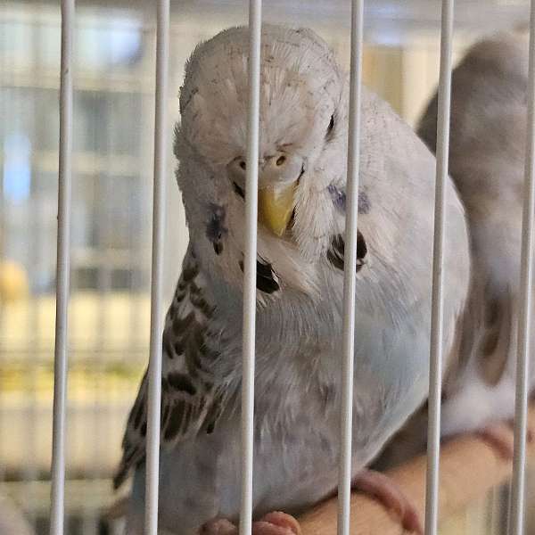 parakeet-for-sale