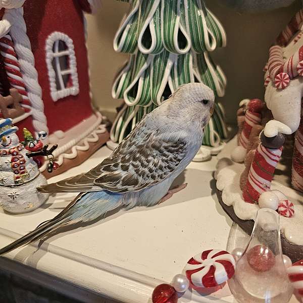 parakeet-for-sale