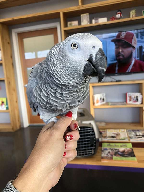 congo-african-grey-parrot-for-sale