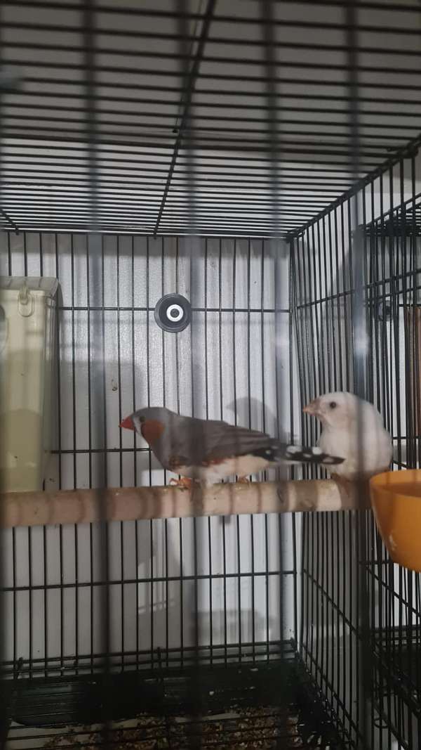 finch-zebra-finch-for-sale-in-springfield-ma