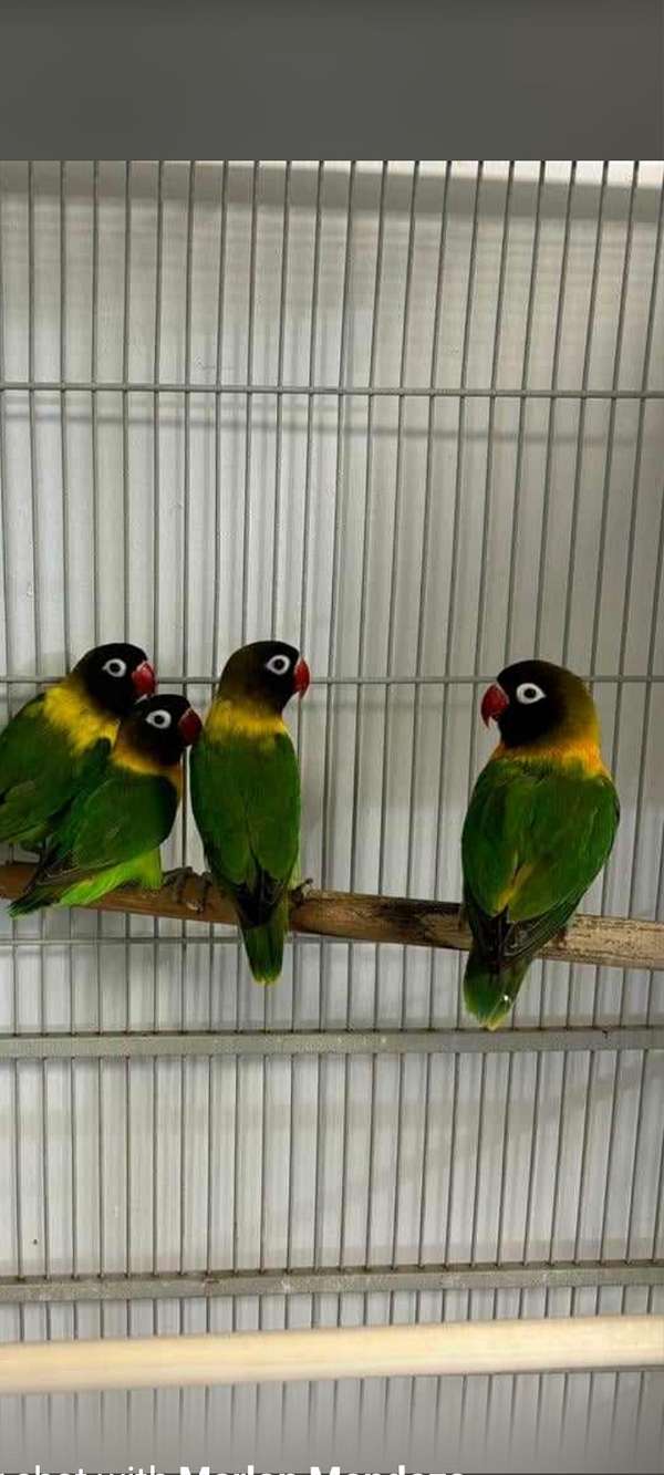 lovebird-for-sale