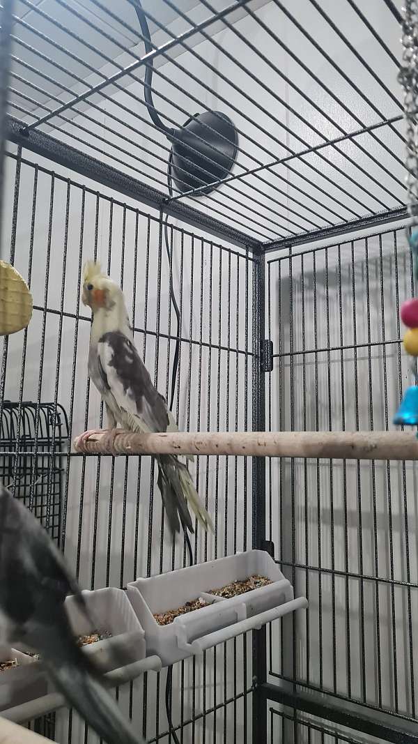 cockatiel-for-sale