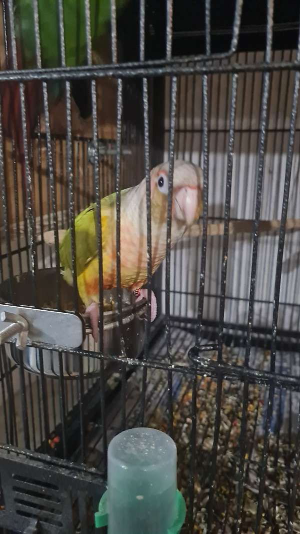 conure-for-sale