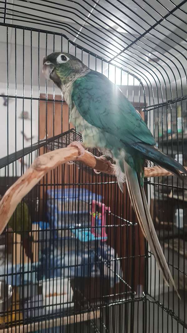 conure-for-sale