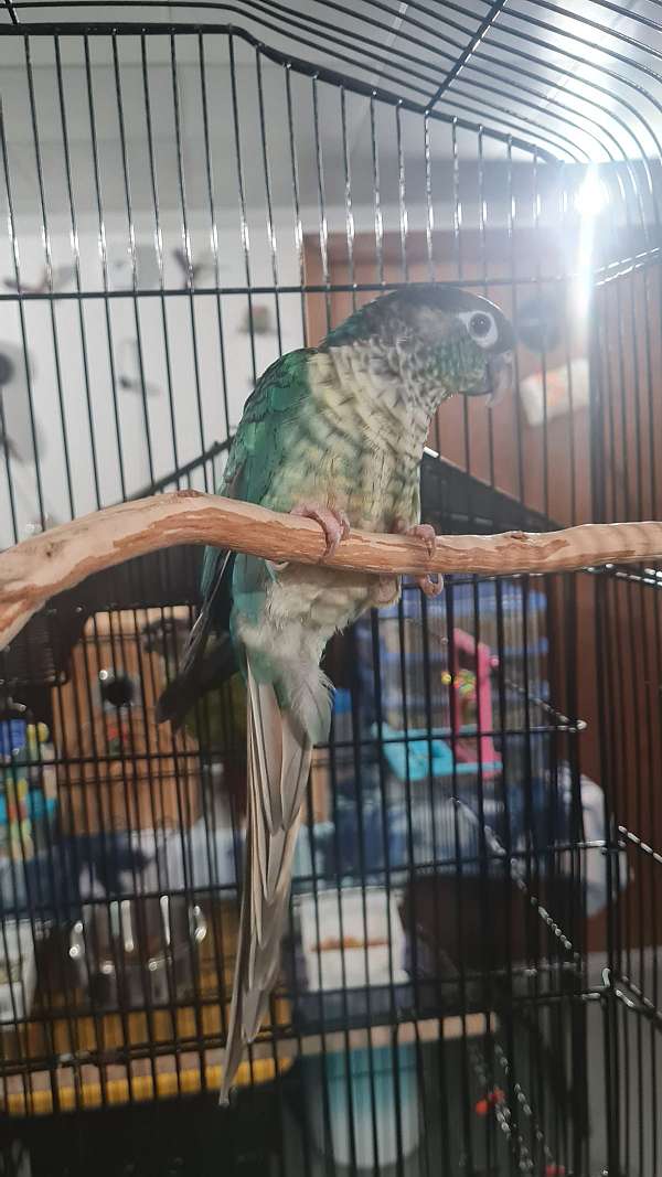 conure-for-sale