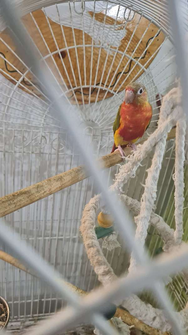 conure-for-sale