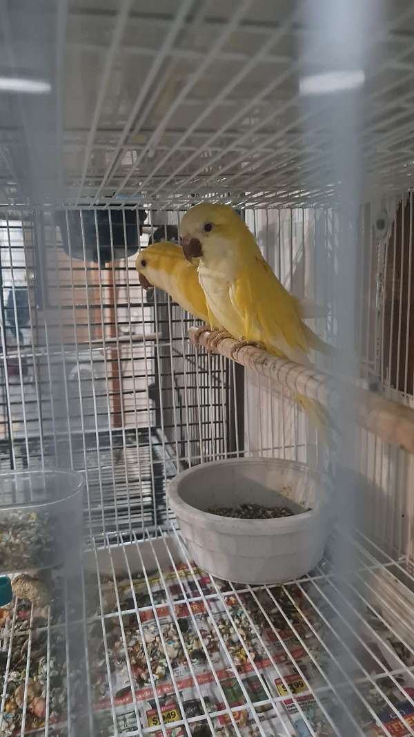 quaker-parrots-for-sale