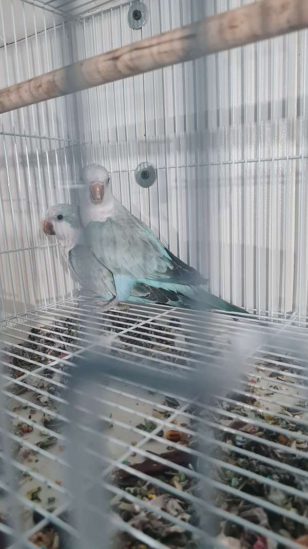 quaker-parrots-for-sale