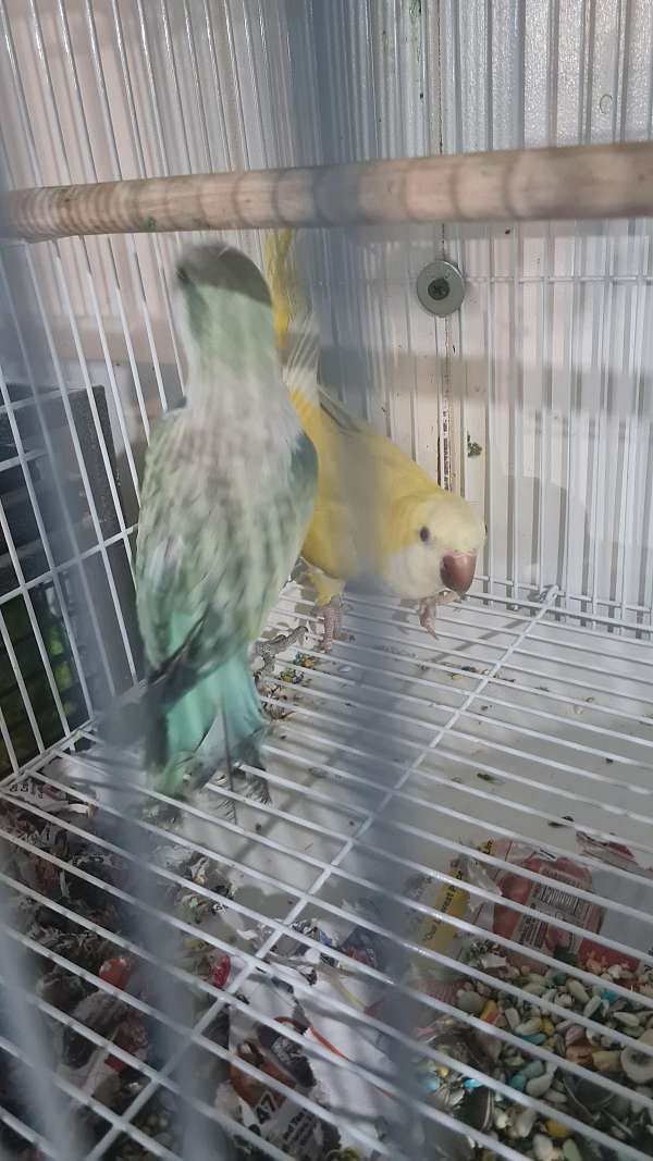 green-opaline-bird-for-sale-in-springfield-ma