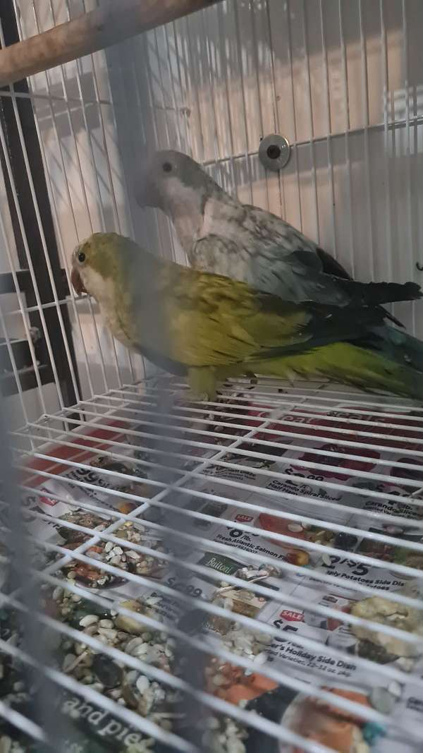 quaker-parrots-for-sale