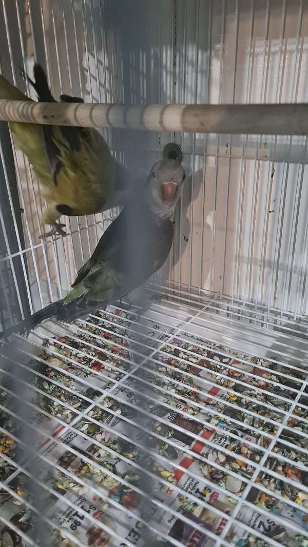 cobalt-opaline-bird-for-sale-in-springfield-ma