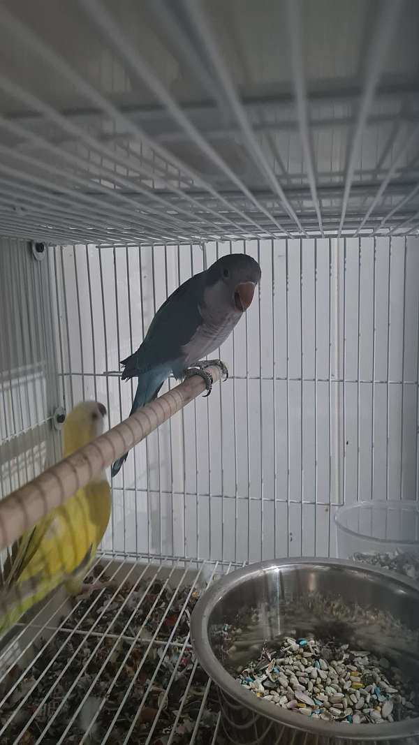 quaker-parrots-for-sale