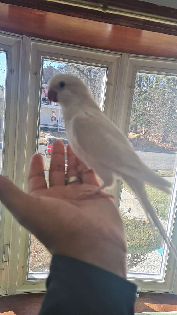 albino-bird-for-sale-in-springfield-ma