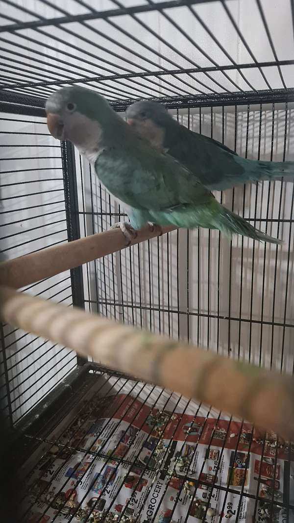 quaker-parrots-for-sale