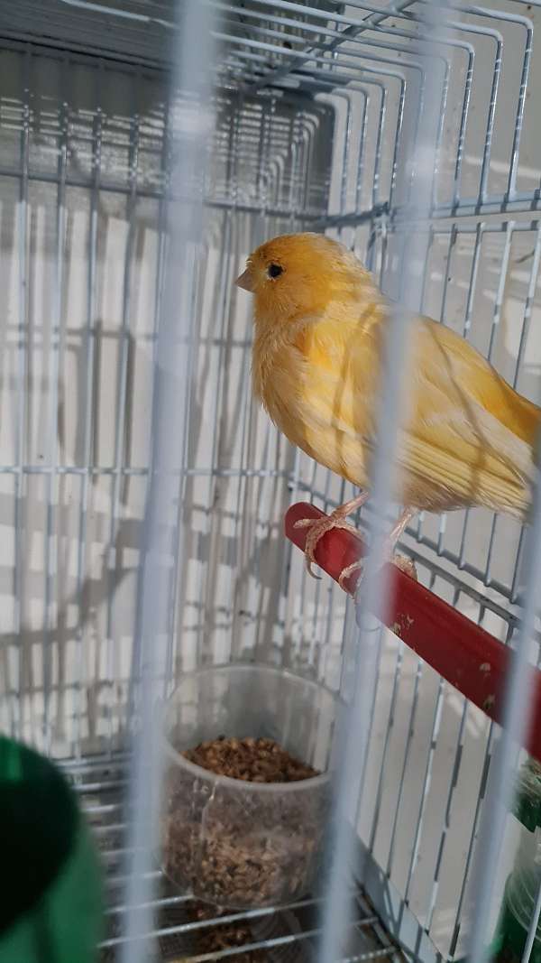 canary-american-singer-canary-for-sale-in-springfield-ma