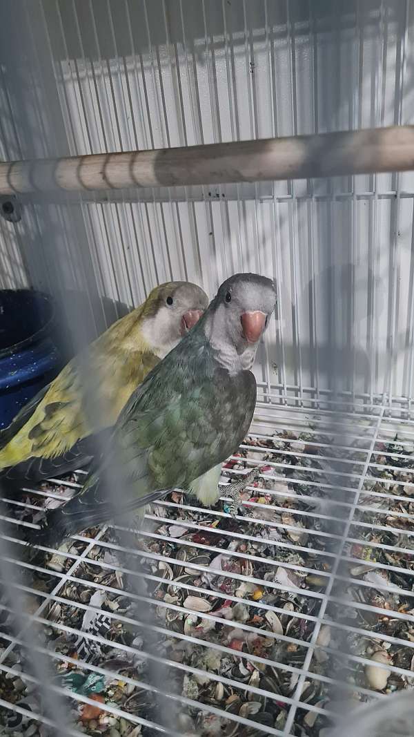 quaker-parrots-for-sale