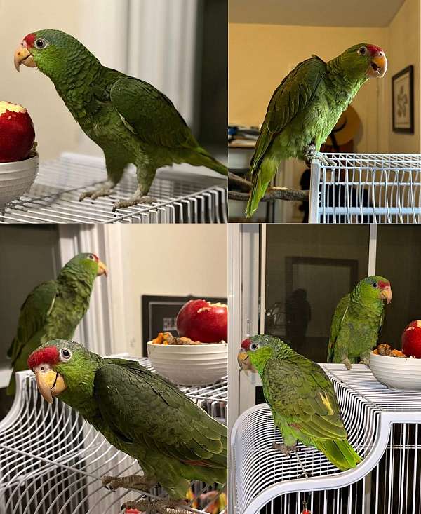 amazon-parrot-for-sale-in-rhode-island