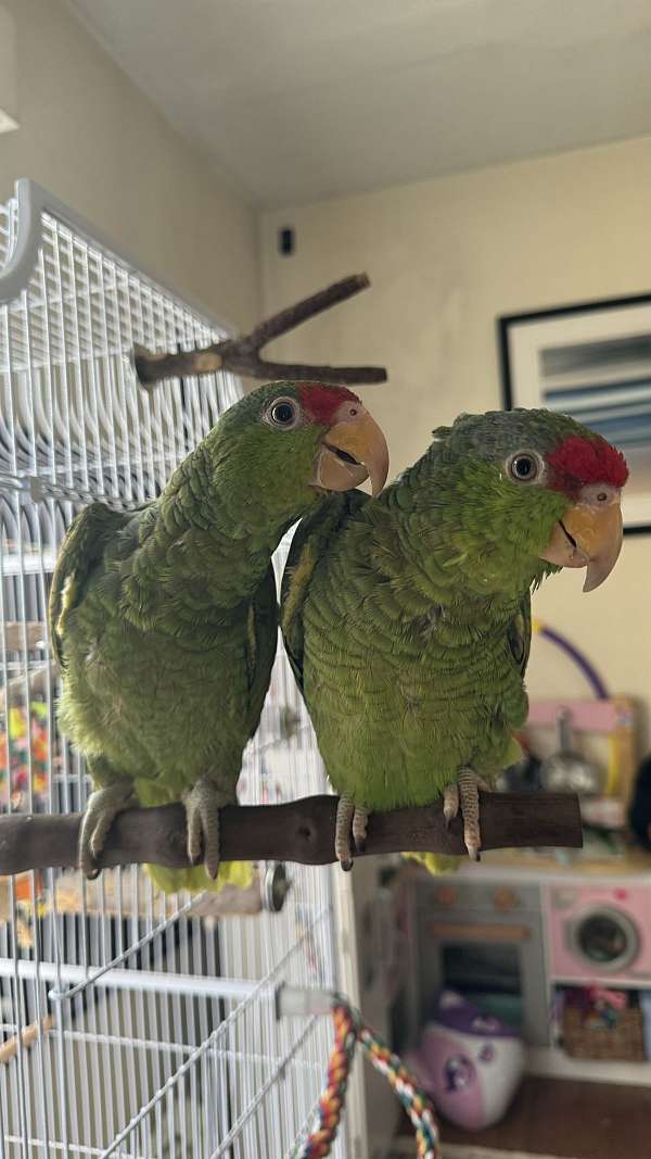 amazon-parrot-for-sale-in-rhode-island