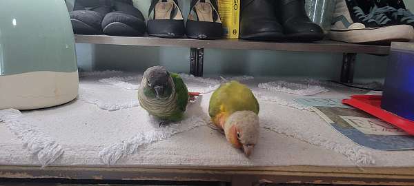 conure-for-sale-in-enfield-ct