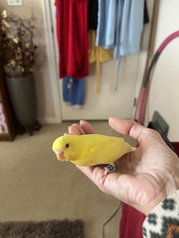 budgerigar-parakeet-for-sale-in-summerfield-fl