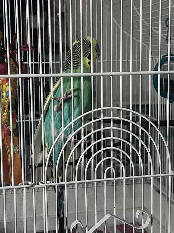 budgerigar-parakeet-for-sale