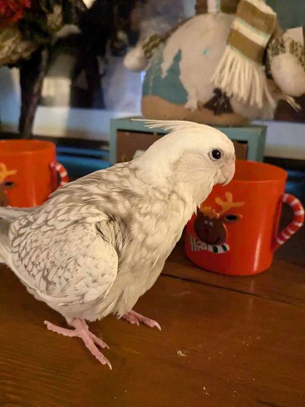 cockatiel-for-sale