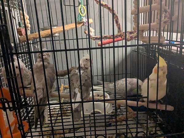 cockatiel-for-sale