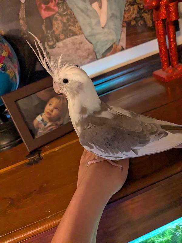 cockatiel-for-sale