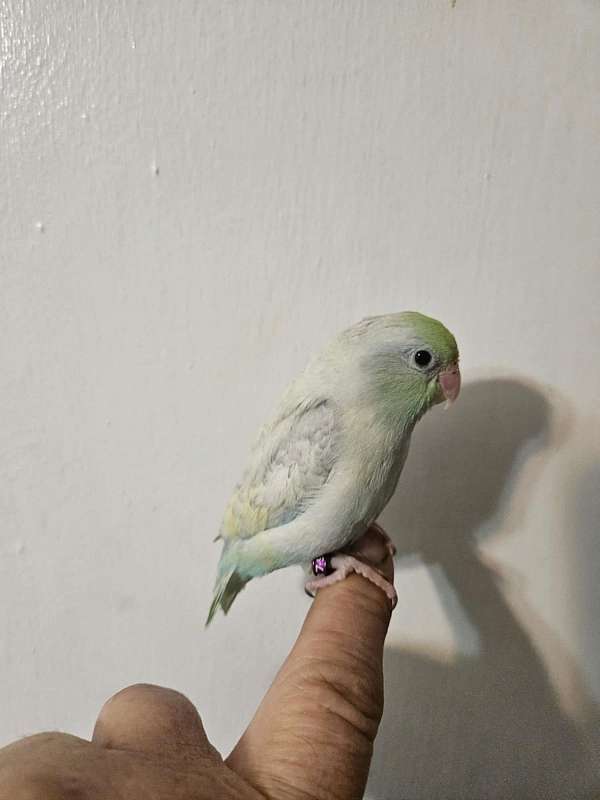 pastel-pied-cute-handfed-bird-for-sale