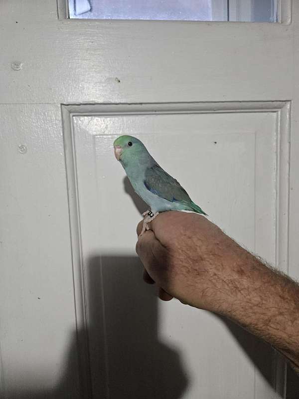 pacific-parrotlet-for-sale