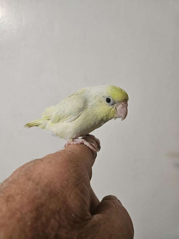 female-bird-for-sale-in-sound-beach-ny