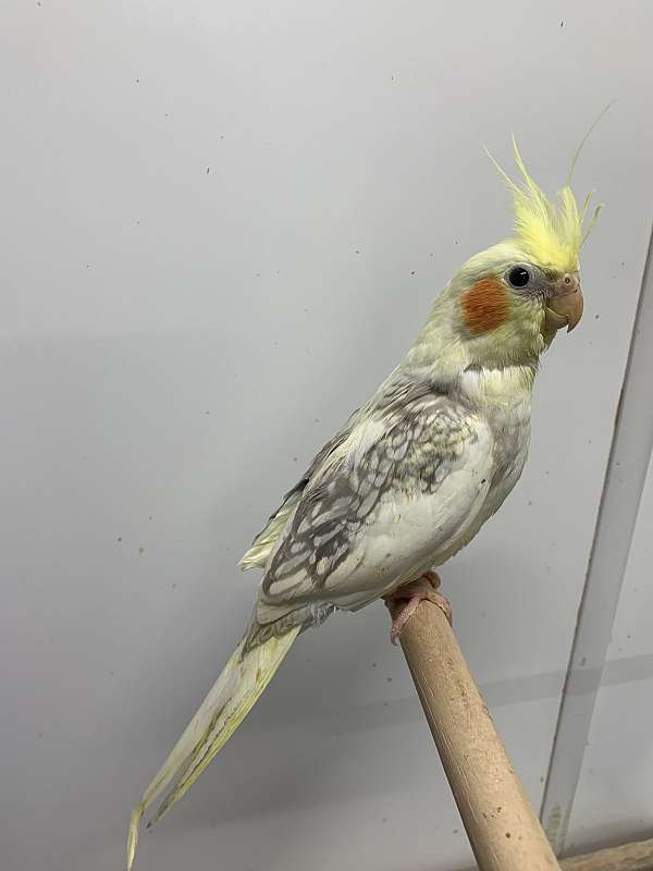 pearl-pied-bird-for-sale-in-pittsburgh-pa