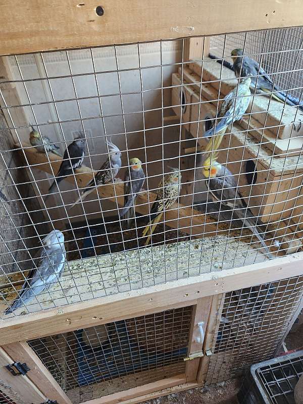 cockatiel-for-sale-in-north-haven-ct