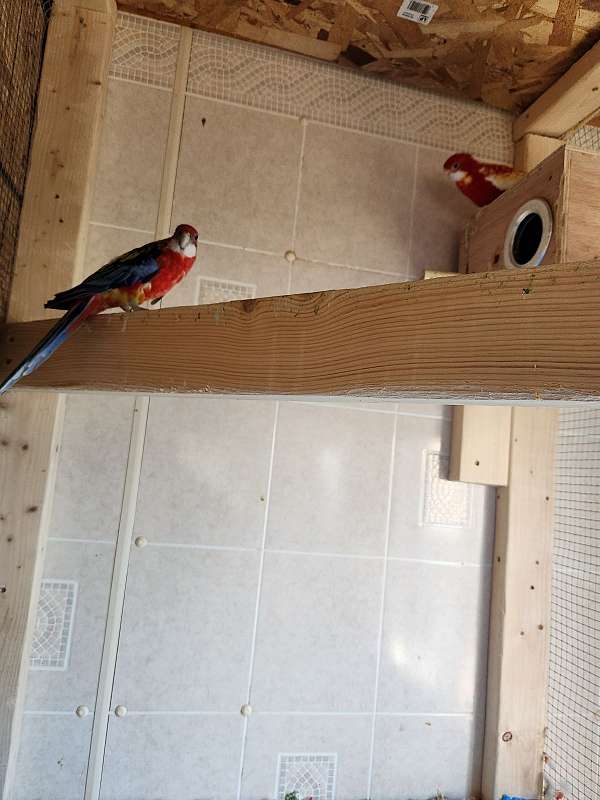 parrot-for-sale-in-north-haven-ct