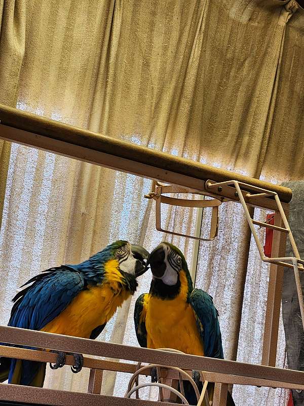 macaw-for-sale-in-north-haven-ct