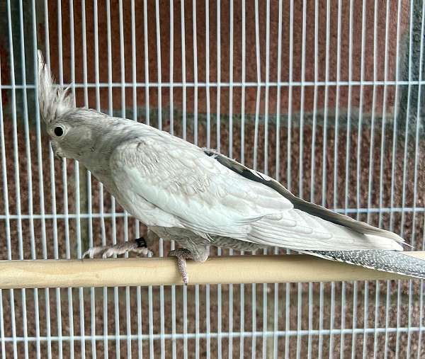 cockatiel-for-sale-in-compton-ca