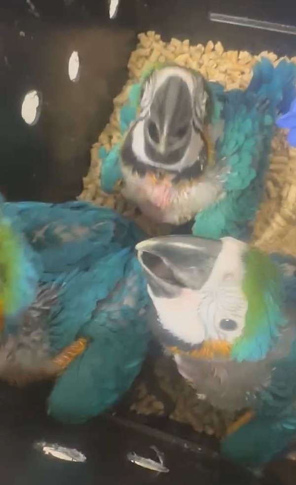 orange-macaw-blue-gold-macaw-for-sale