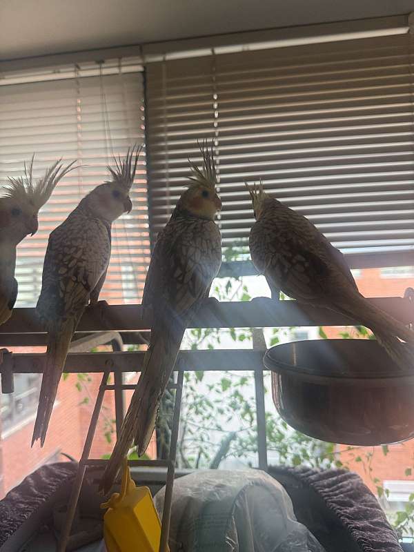 cockatiel-for-sale-in-new-york-ny