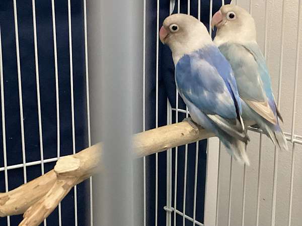 fischers-lovebird-for-sale-in-virginia-beach-va