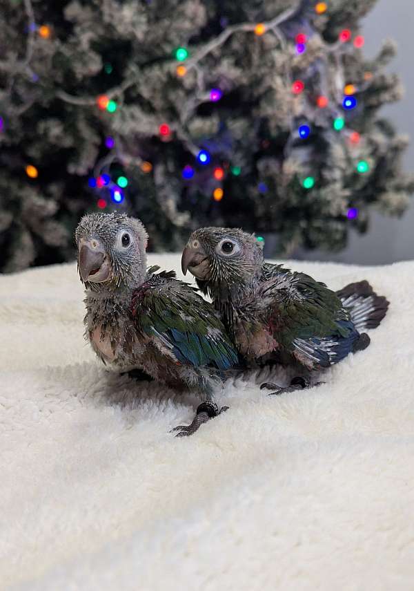 crimson-bellied-conure-for-sale-in-hutchinson-mn