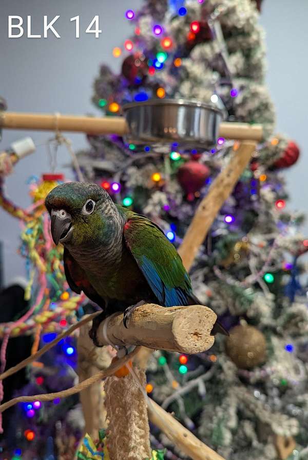 crimson-bellied-conure-for-sale-in-hutchinson-mn